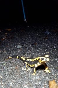Une salamandre intriguée par les marcheurs nocturnes